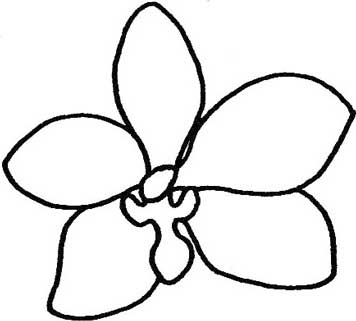 蝴蝶兰简笔画