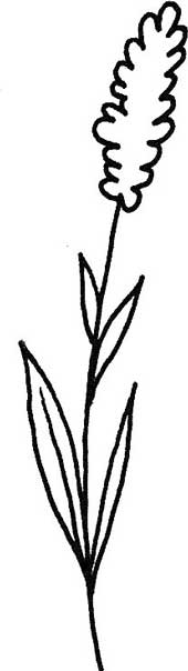 薰衣草简笔画