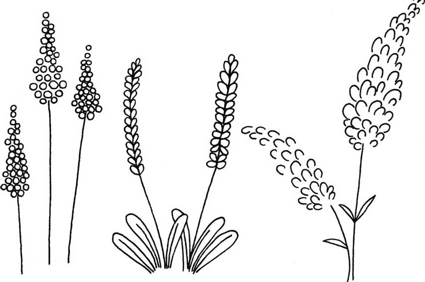 薰衣草简笔画