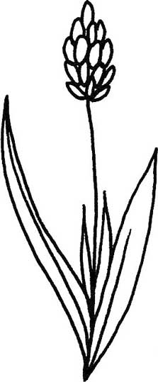 薰衣草简笔画