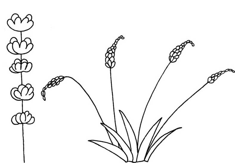 薰衣草简笔画