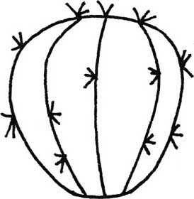 仙人掌简笔画