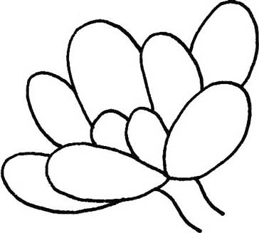 多肉植物简笔画