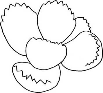 多肉植物简笔画