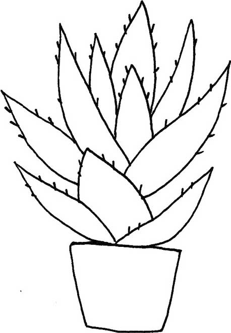 多肉植物简笔画