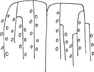 柳树简笔画