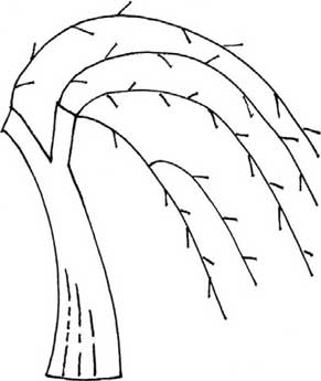 柳树简笔画