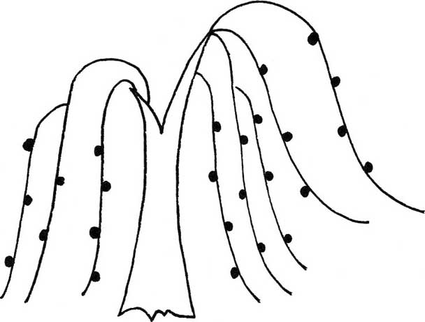 柳树简笔画