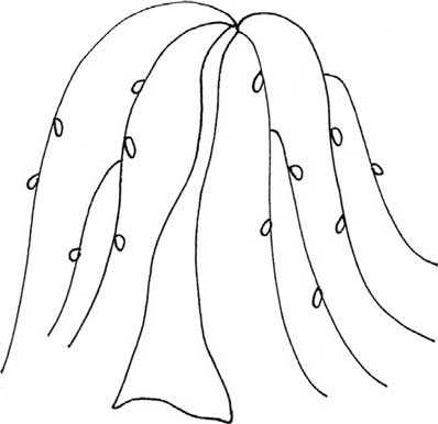 柳树简笔画