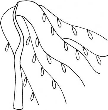 柳树简笔画