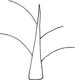 银杏树简笔画