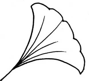 银杏树简笔画