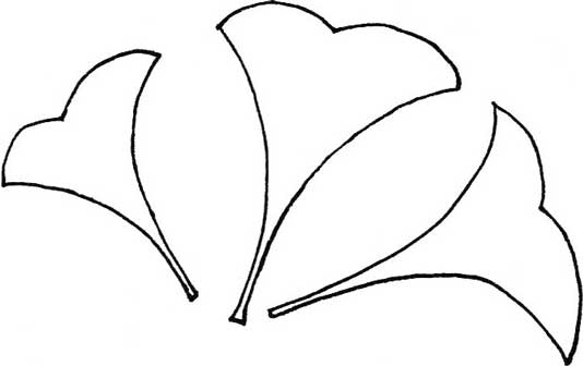 银杏树简笔画