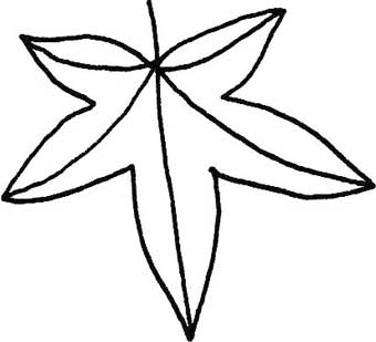 枫叶简笔画