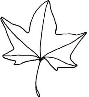 枫叶简笔画