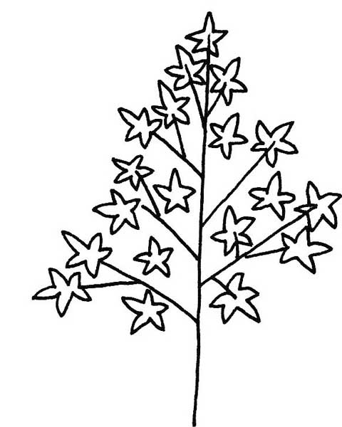 枫叶简笔画