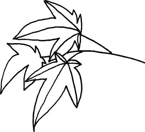 枫叶简笔画