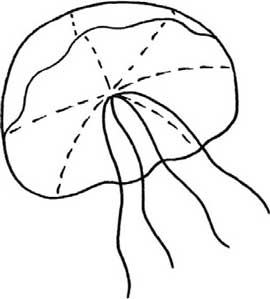 水母简笔画