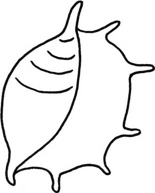 贝壳简笔画