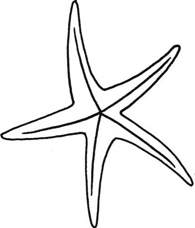 贝壳简笔画
