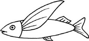 飞鱼简笔画