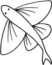 飞鱼简笔画