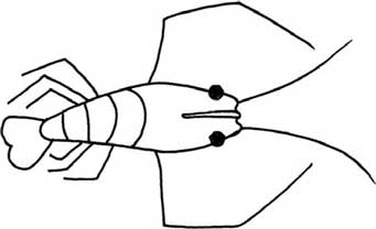 虾简笔画