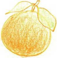 橙子简笔画