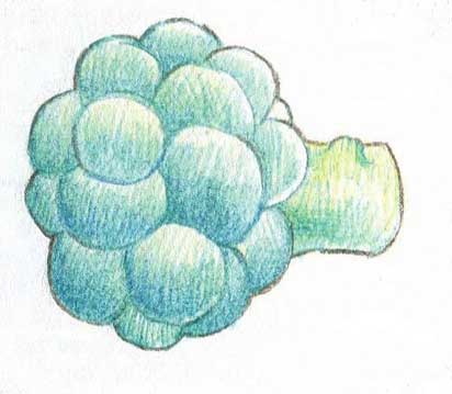 西兰花简笔画