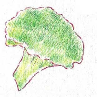 西兰花简笔画