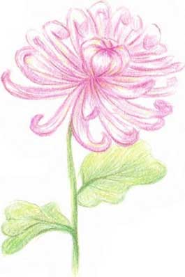 菊花简笔画