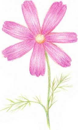 菊花简笔画