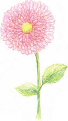 菊花简笔画