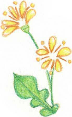 菊花简笔画