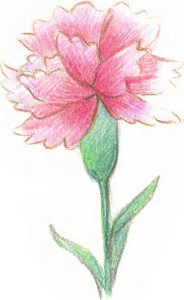 康乃馨简笔画