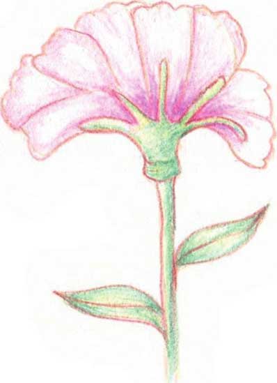 康乃馨简笔画