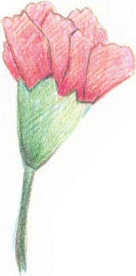 康乃馨简笔画