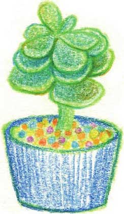 多肉植物简笔画