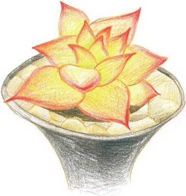 多肉植物简笔画