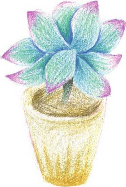 多肉植物简笔画