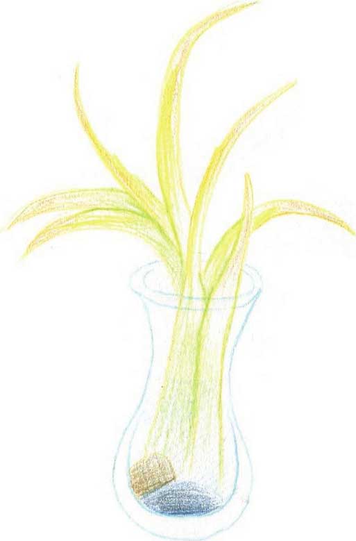 多肉植物简笔画