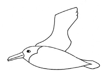 信天翁简笔画